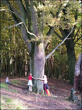 Die Spessart Eichen