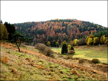 Spessart Wald